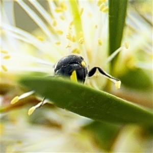 Hylaeus (Euprosopis) honestus at Campbell, ACT - 28 Nov 2024 03:50 PM