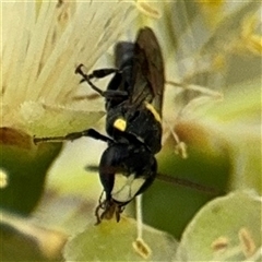 Hylaeus (Euprosopoides) rotundiceps (Hylaeine colletid bee) at Campbell, ACT - 28 Nov 2024 by Hejor1