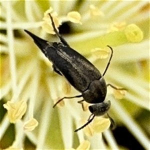 Mordella sp. (genus) at Campbell, ACT - 28 Nov 2024