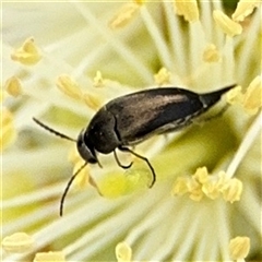 Mordella sp. (genus) at Campbell, ACT - 28 Nov 2024