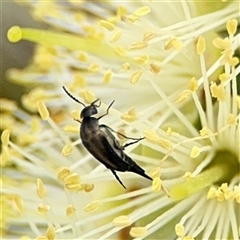 Mordella sp. (genus) at Campbell, ACT - 28 Nov 2024