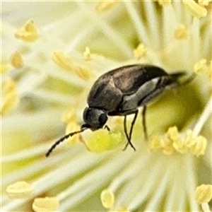 Mordella sp. (genus) at Campbell, ACT - 28 Nov 2024