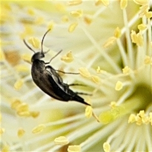 Mordella sp. (genus) at Campbell, ACT - 28 Nov 2024