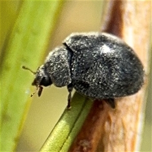 Coccinellidae (family) at Campbell, ACT - 28 Nov 2024 03:40 PM