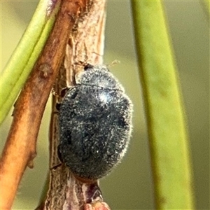 Coccinellidae (family) at Campbell, ACT - 28 Nov 2024