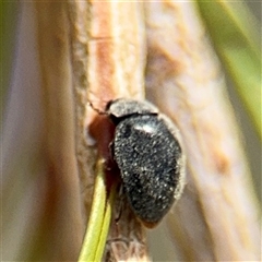 Coccinellidae (family) at Campbell, ACT - 28 Nov 2024