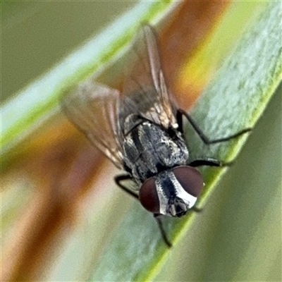 Diptera (order) - 1 Jan 1900 by Hejor1