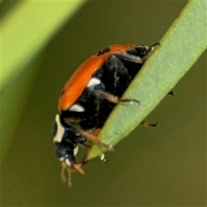 Hippodamia variegata at Campbell, ACT - 28 Nov 2024