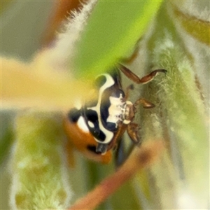 Hippodamia variegata at Campbell, ACT - 28 Nov 2024