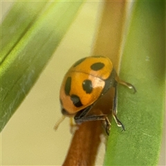 Hippodamia variegata at Campbell, ACT - 28 Nov 2024