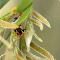 Hippodamia variegata at Campbell, ACT - 28 Nov 2024