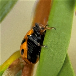 Hippodamia variegata at Campbell, ACT - 28 Nov 2024