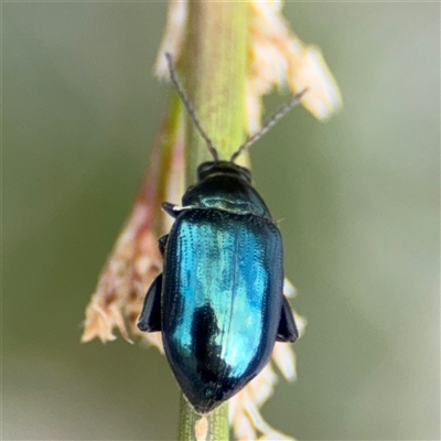 Arsipoda chrysis (Flea beetle) at Campbell, ACT - 28 Nov 2024 by Hejor1