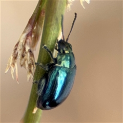 Arsipoda chrysis at Campbell, ACT - 28 Nov 2024 03:35 PM