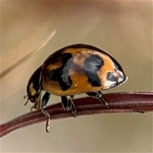 Coccinella transversalis at Campbell, ACT - 28 Nov 2024