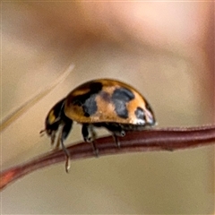 Coccinella transversalis at Campbell, ACT - 28 Nov 2024