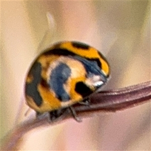 Coccinella transversalis at Campbell, ACT - 28 Nov 2024