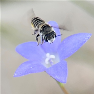 Megachile (Eutricharaea) serricauda at Campbell, ACT - 28 Nov 2024