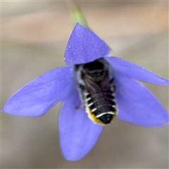 Megachile (Eutricharaea) serricauda at Campbell, ACT - 28 Nov 2024