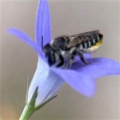 Megachile (Eutricharaea) serricauda at Campbell, ACT - 28 Nov 2024