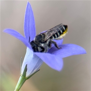 Megachile (Eutricharaea) serricauda at Campbell, ACT - 28 Nov 2024