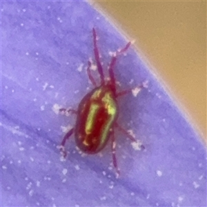 Rainbowia sp. (genus) (A mite) at Campbell, ACT by Hejor1