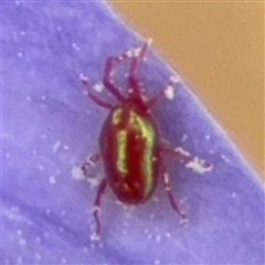 Rainbowia sp. (genus) at Campbell, ACT - 28 Nov 2024