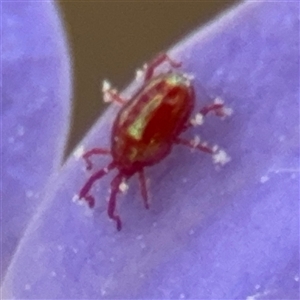 Rainbowia sp. (genus) at Campbell, ACT - 28 Nov 2024