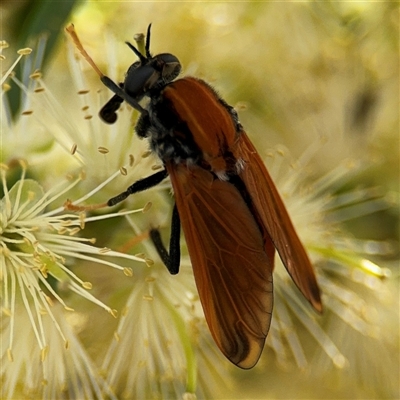 Pelecorhynchus fulvus (Orange cap-nosed fly) at Campbell, ACT - 28 Nov 2024 by Hejor1