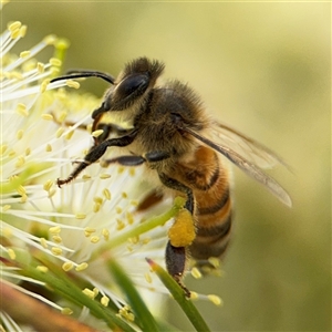 Apis mellifera at Campbell, ACT - 28 Nov 2024