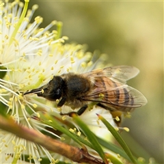 Apis mellifera at Campbell, ACT - 28 Nov 2024 03:52 PM