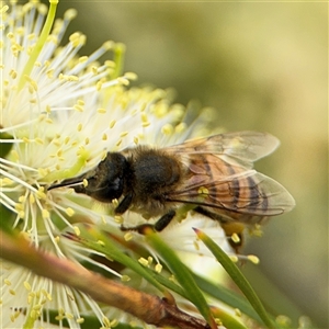 Apis mellifera at Campbell, ACT - 28 Nov 2024 03:52 PM