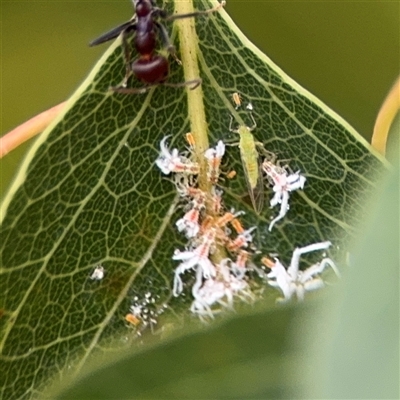 Protyora sterculiae (Kurrajong star psyllid) at Campbell, ACT - 28 Nov 2024 by Hejor1