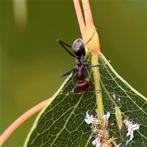 Iridomyrmex purpureus at Campbell, ACT - 28 Nov 2024