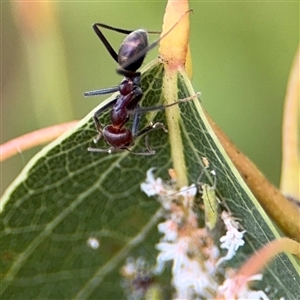 Iridomyrmex purpureus at Campbell, ACT - 28 Nov 2024