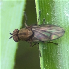 Notiphila (Notiphila) fuscimana (A shore fly) at Campbell, ACT - 28 Nov 2024 by Hejor1