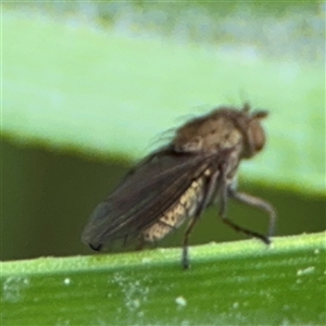 Notiphila (Notiphila) fuscimana at Campbell, ACT - 28 Nov 2024 03:57 PM