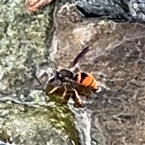 Eumeninae (subfamily) (Unidentified Potter wasp) at Campbell, ACT by Hejor1