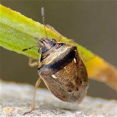 Eysarcoris sp. (genus) (A stink bug) at Campbell, ACT - 28 Nov 2024 by Hejor1