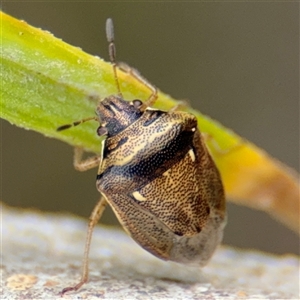 Eysarcoris sp. (genus) (A stink bug) at Campbell, ACT by Hejor1