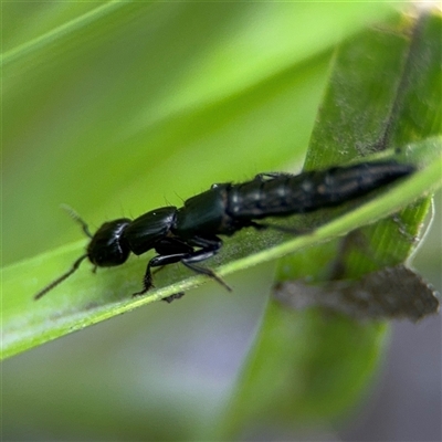 Thyreocephalus sp. (genus) (Rove beetle) at Campbell, ACT - 28 Nov 2024 by Hejor1