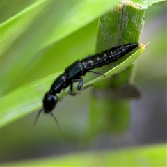 Thyreocephalus sp. (genus) at Campbell, ACT - 28 Nov 2024