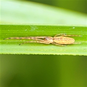 Tetragnatha sp. (genus) (Long-jawed spider) at Campbell, ACT by Hejor1