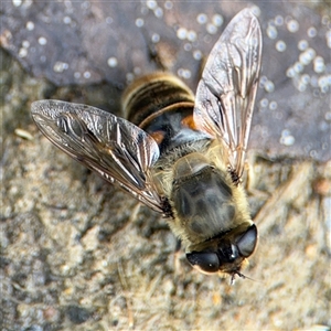 Eristalis tenax at Campbell, ACT - 28 Nov 2024