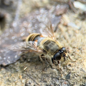 Eristalis tenax at Campbell, ACT - 28 Nov 2024