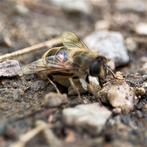 Eristalis tenax at Campbell, ACT - 28 Nov 2024