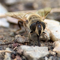 Eristalis tenax at Campbell, ACT - 28 Nov 2024