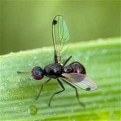 Parapalaeosepsis plebeia (Ant fly) at Campbell, ACT - 28 Nov 2024 by Hejor1