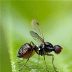 Parapalaeosepsis plebeia at Campbell, ACT - 28 Nov 2024