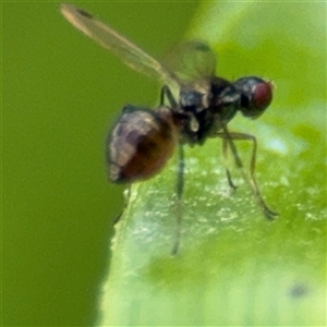 Parapalaeosepsis plebeia at Campbell, ACT - 28 Nov 2024